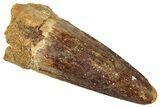 Fossil Spinosaurus Tooth - Real Dinosaur Tooth #316833-1